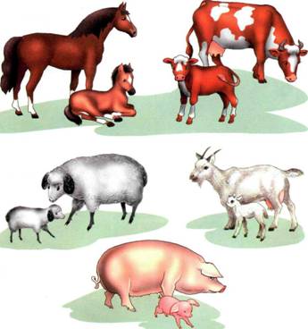 У всех зверюшек мамы есть