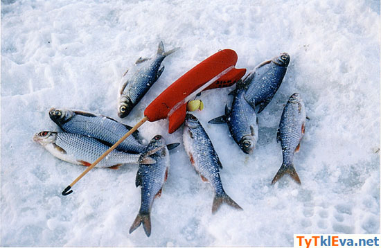 Плотва. Акростих