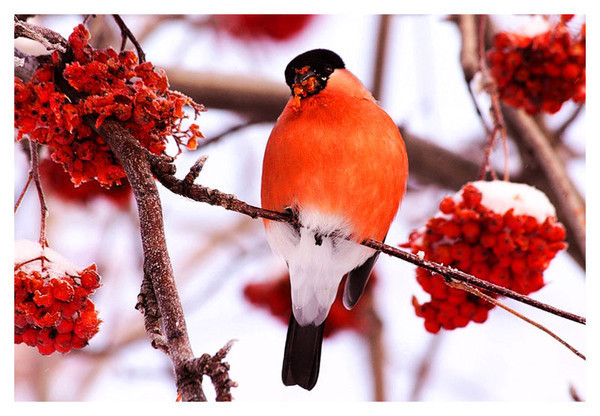 Зима - ты, явно, запоздала!