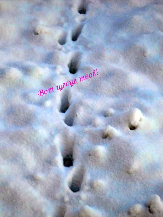 Ткице, рысюйце молитву,