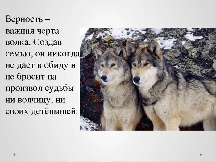 Волк