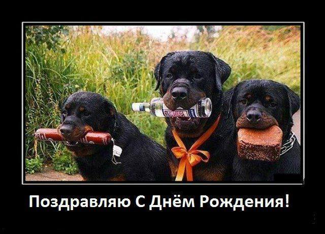 Зимородок...