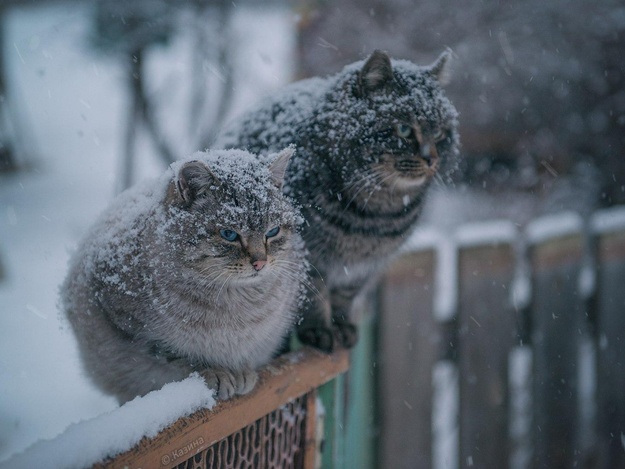 К зиме готовы!