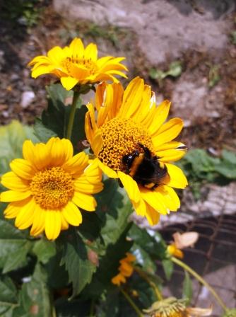 Из Веселинки Стойкович. Миниатюры