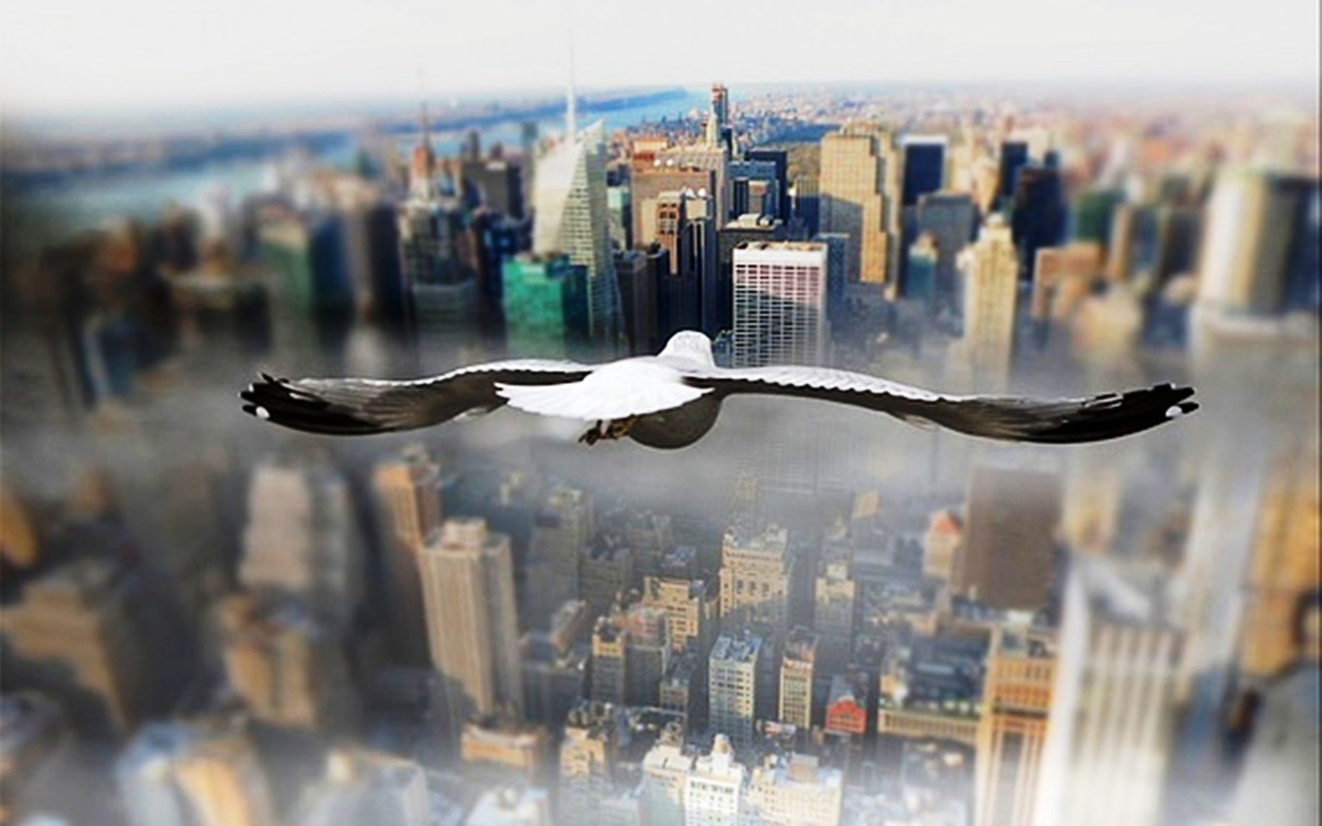Способность птиц летать всегда привлекала человека основная. Птицы над городом. Птица в полете. Птицы в городе. Птица взлетает.