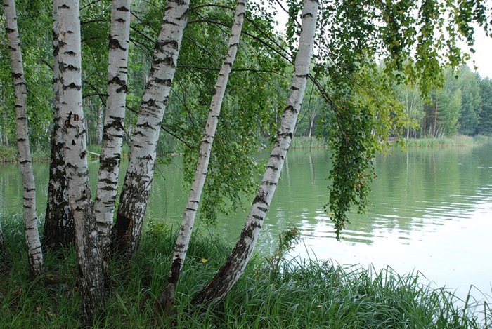 Страна моя - дремучая