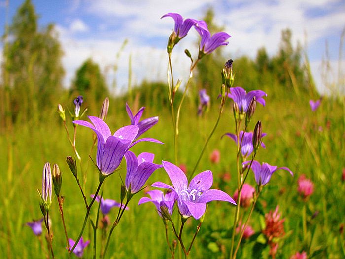 Сонет о полевых цветах (Анфиса Соколова) / Стихи.ру