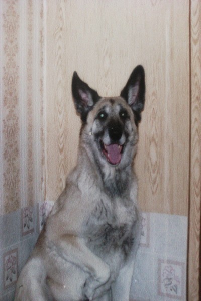 Это грозное Г-гав!