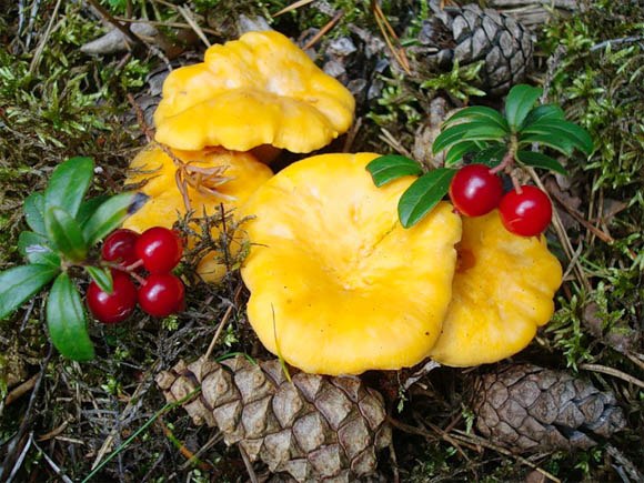 О Лесном молоке и болотном хлебе