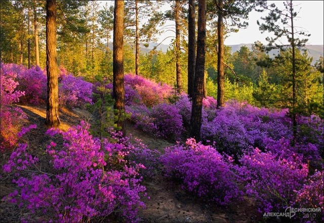 Край, который люблю я душою
