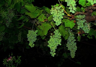 Хмельной виноград