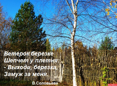 Ветерок осенний и бедная березка