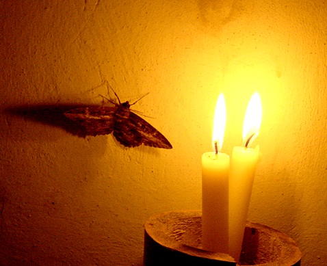 Мотылёк... Притча...