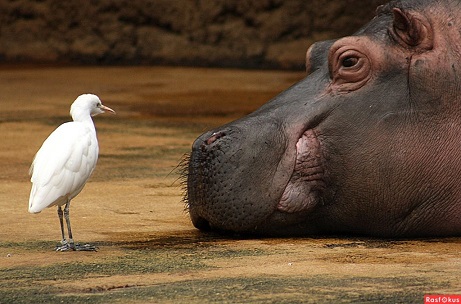 Цапля и бегемот