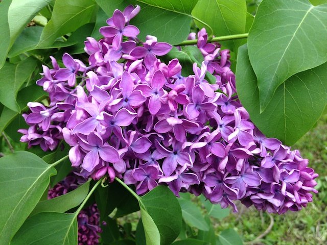 Сирень. Душа природы