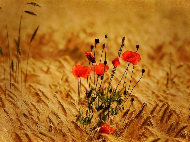 Маки. Душа природы