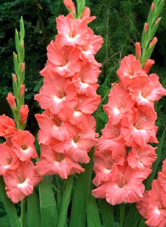 Гладиолус. Душа природы