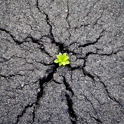 Дар главный