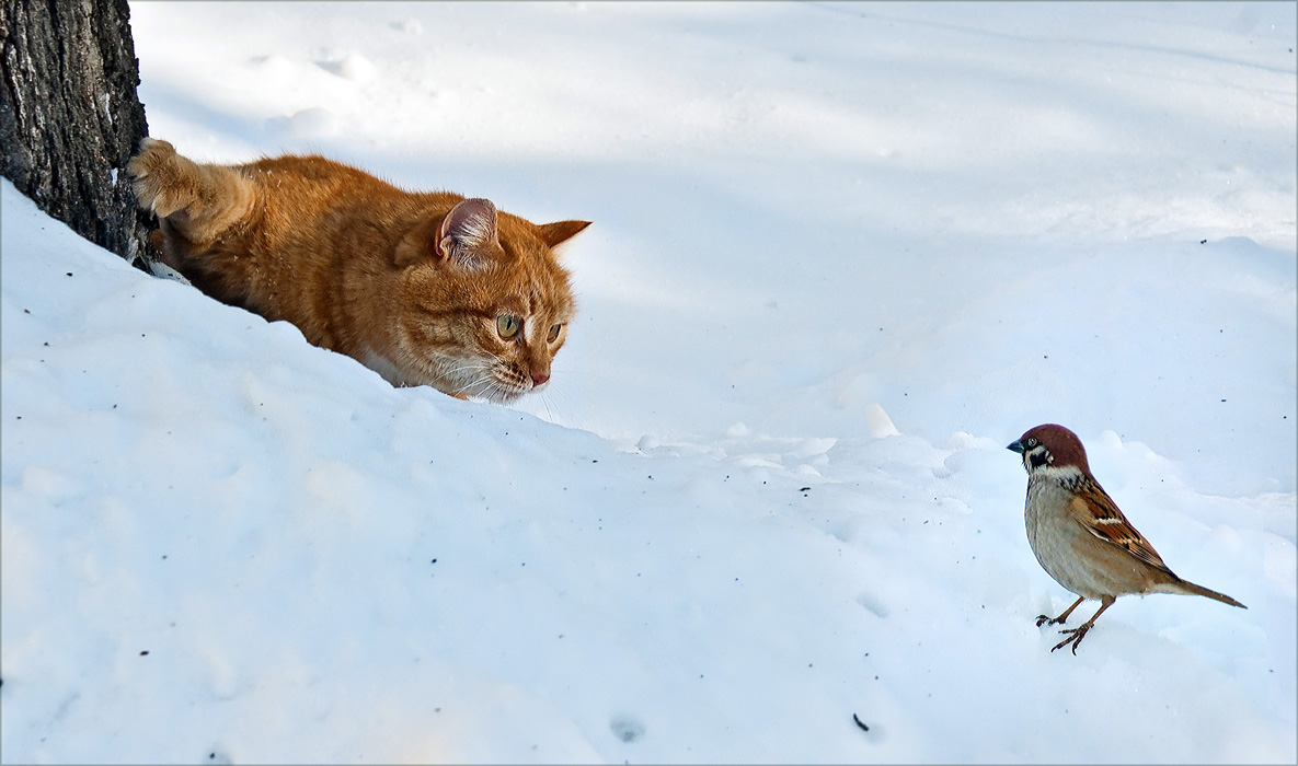 Воробьев гонять. Кот и Воробей. Кот охотится на птиц. Кот охотится на воробья. Кот охотится зимой.