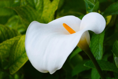 Белая калла