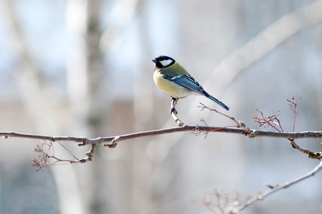 Весенний декабрь