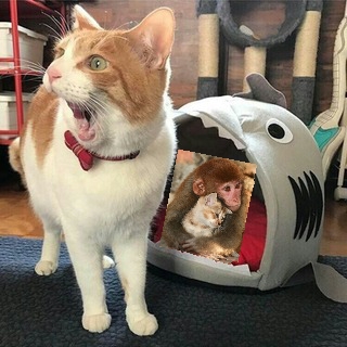 Караул!