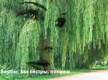 Миклош Форма Все вербы, любимая,