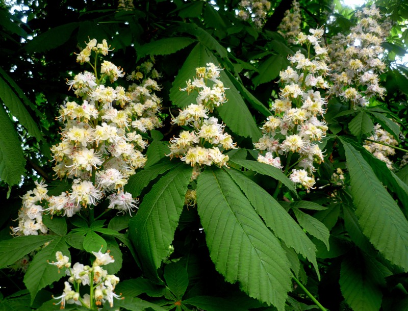 Снег утратил нарядную свежесть...