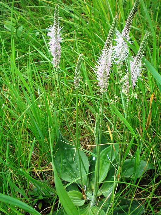 Подорожник. Зелёная аптека