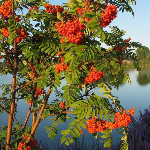 Лети, Лети Душа. Страдания (Любовь Волкова-Пьянова) / Стихи.Ру
