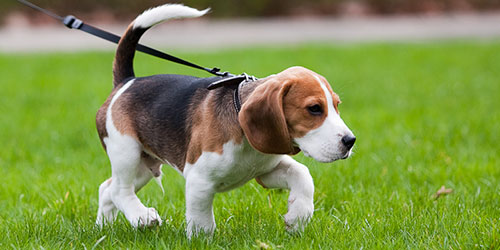 Пошутил неловко...