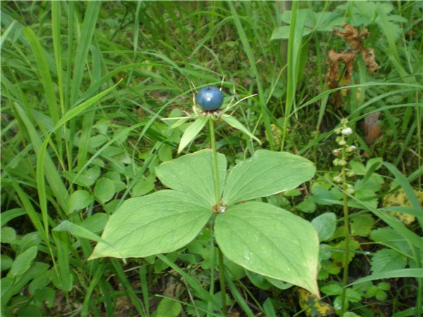 Вороний глаз