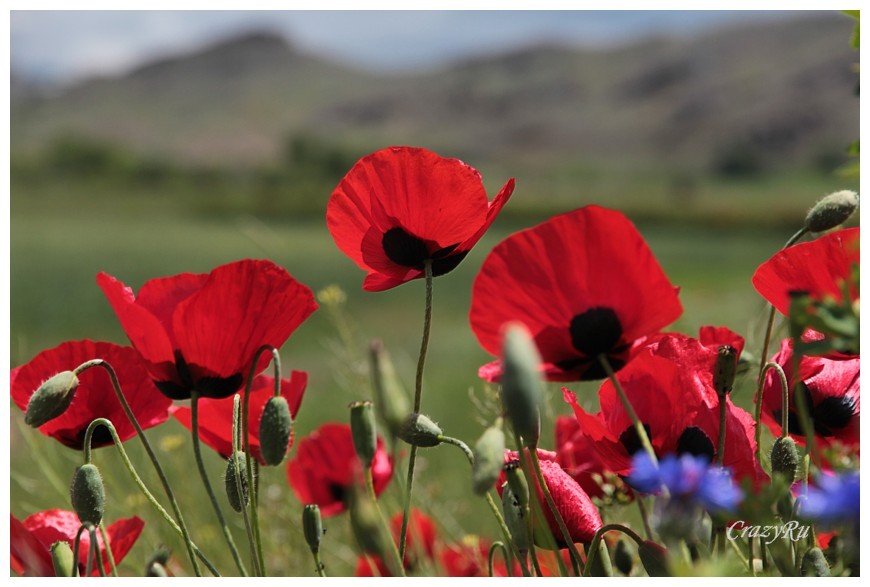 А без боли не бывает поэзии...