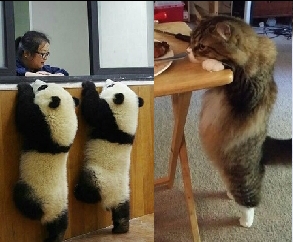 Хочу!