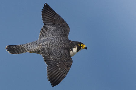 Свободы быстрое крыло