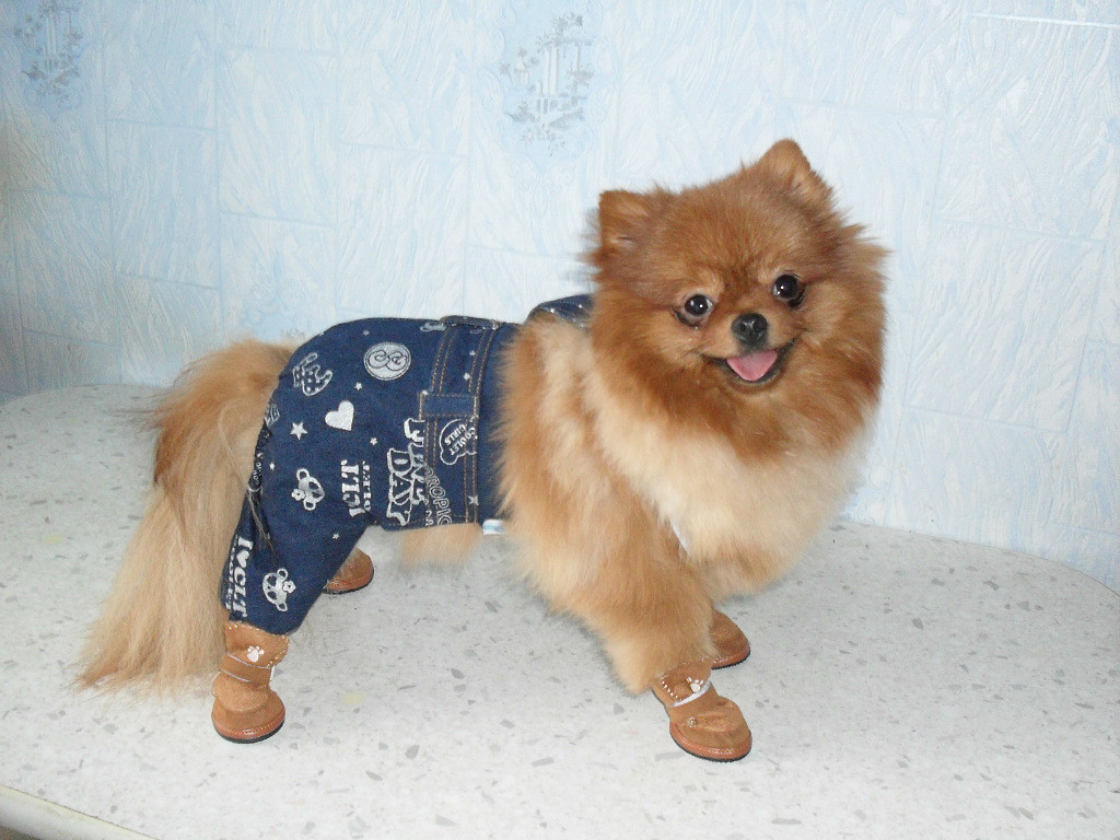 Ушёл по Радуге мой маленький Ерошка...