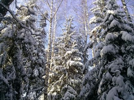 Когда леса стоят в глазури