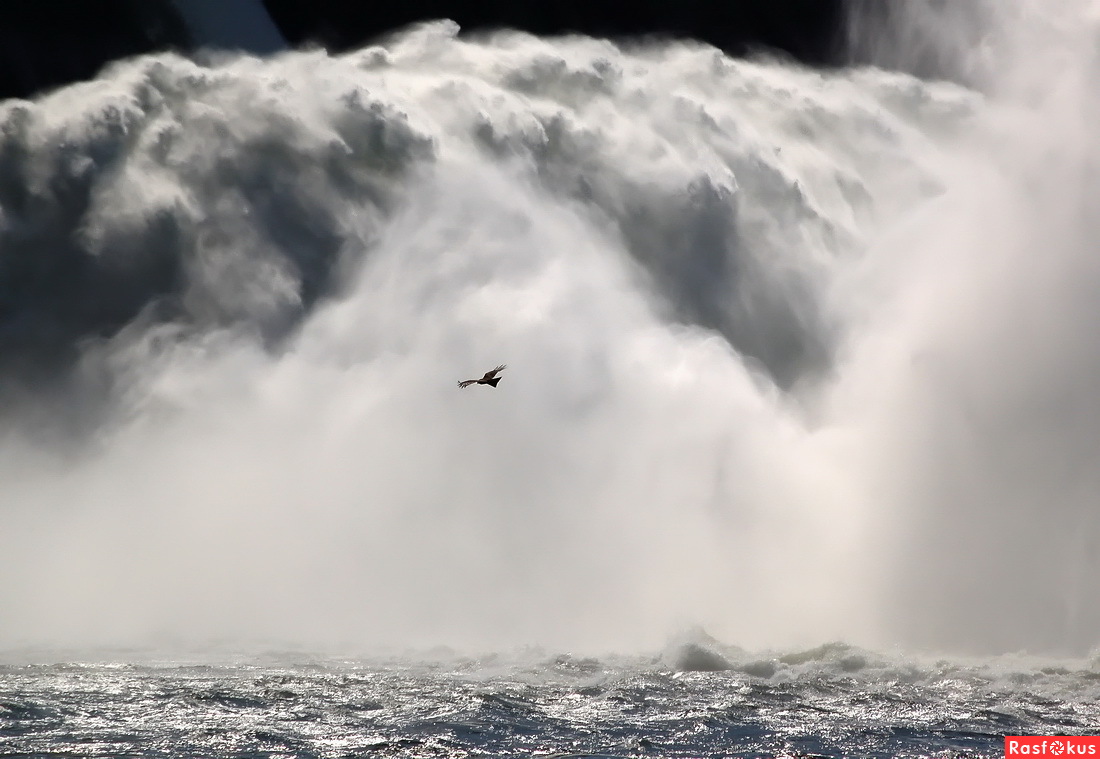 Буревестник