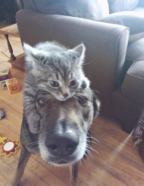 Кошки против собак