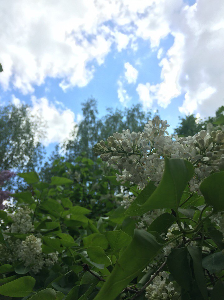 Букет сирени