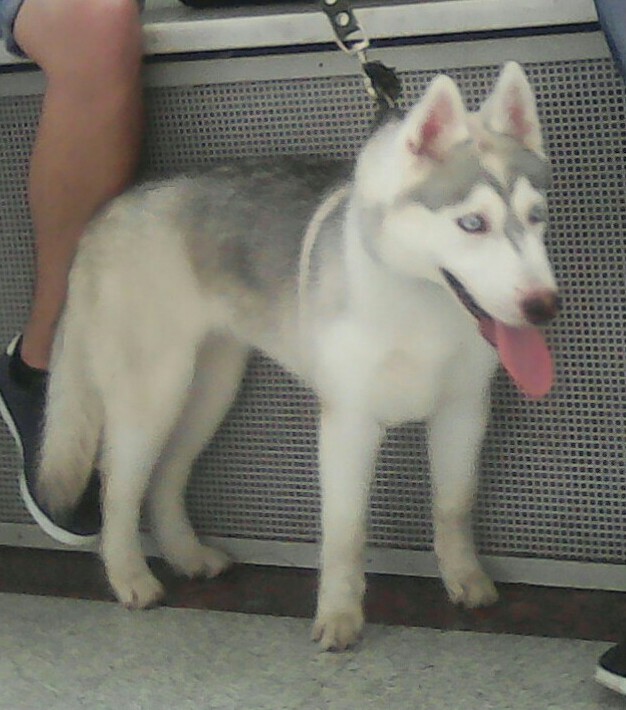 3625 Деда роль