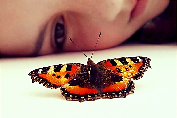 Включи где бабочки. Кормление бабочек. Покормить бабочку. Жизнь бабочки. Чем кормить бабочку.