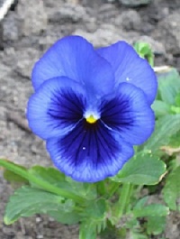 Цветущий виолами взгляд