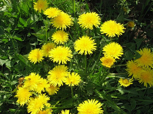 Озорные ручьи