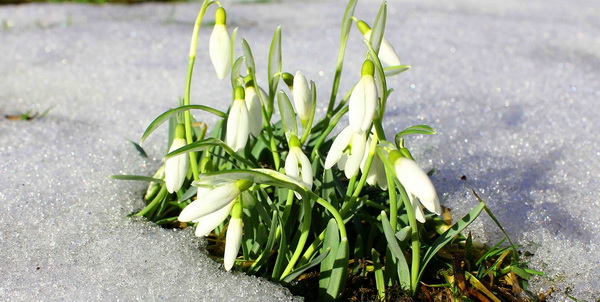 Весенние зарисовки - подснежники