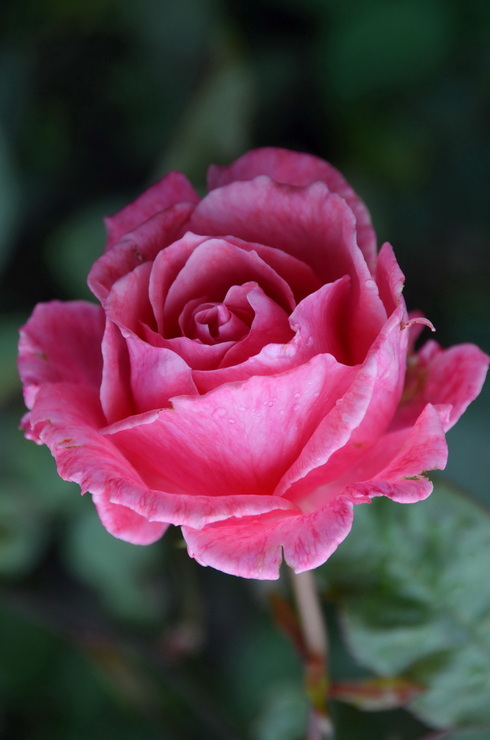 Стихов я Вам не посвящу