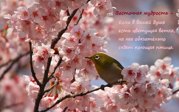 История любви... ЯС