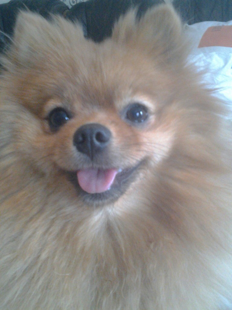 Спи моя лапочка