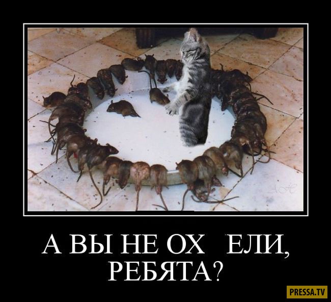 Халявщикам на Стихире!