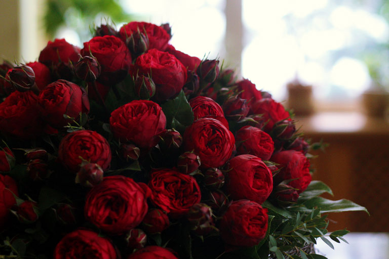 Багровые пионы